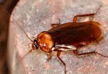 verminators pest control cockroach