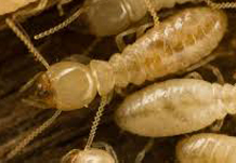 verminators pest control termite